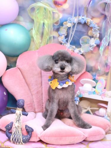 20240808タルトくん 